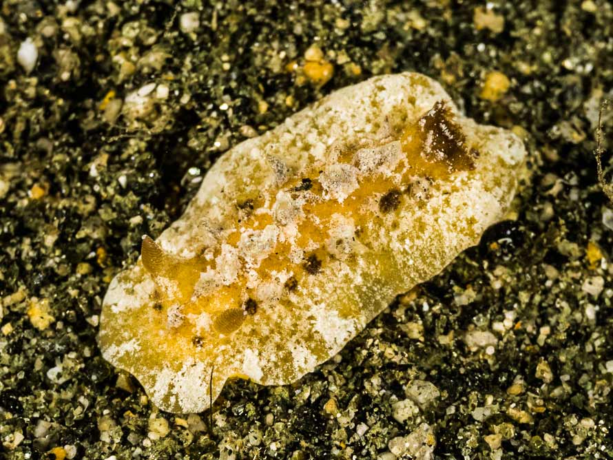 Sclerodoris coriacea